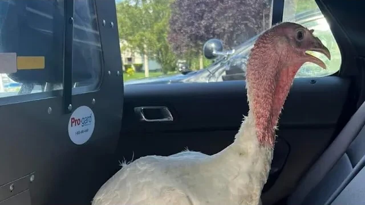 MY TURKEY GOT ARRESTED! #farmstead #turkey