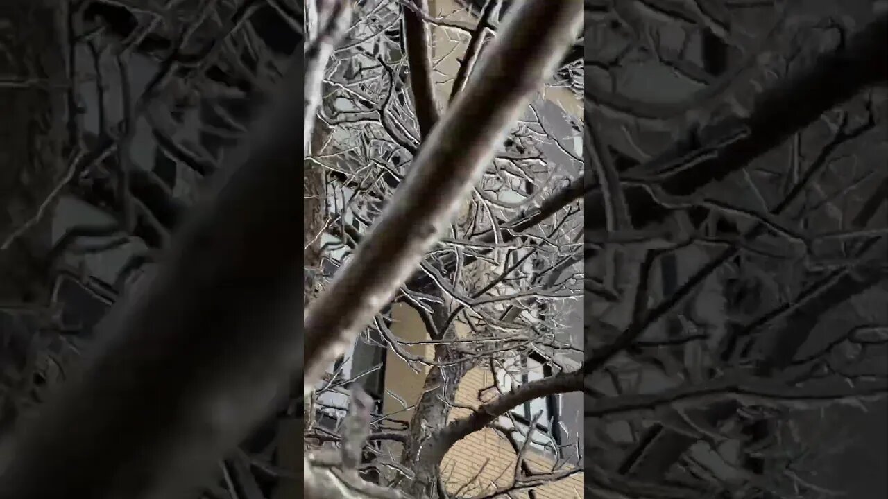 Montréal Tree Branches Covered with Ice Glass