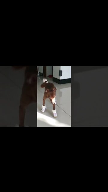 Awwww Poor Thing | puppy #puppy #dog