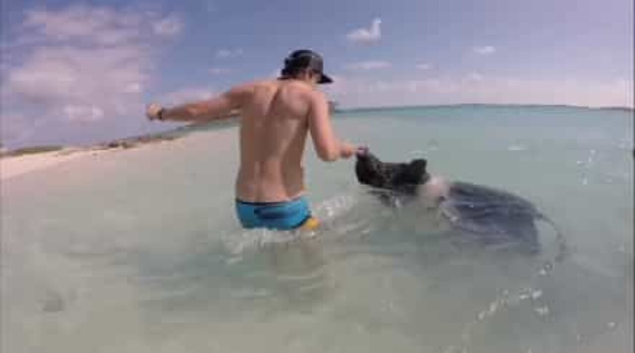 バハマでかわいいブタたちと泳ぐ