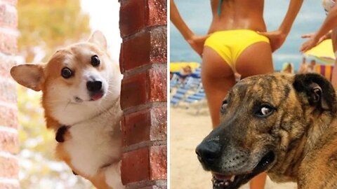 Best Funny Animal Videos of the 2022 🤣 - Funniest Cats and Dogs Videos 😺😍 Par#5