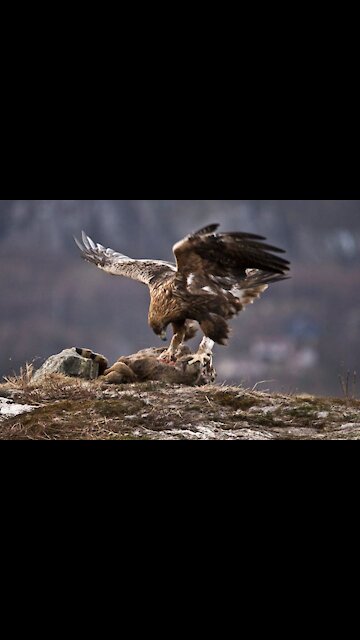 A mother deer's unsuccessful attempt to save her baby from an eagle