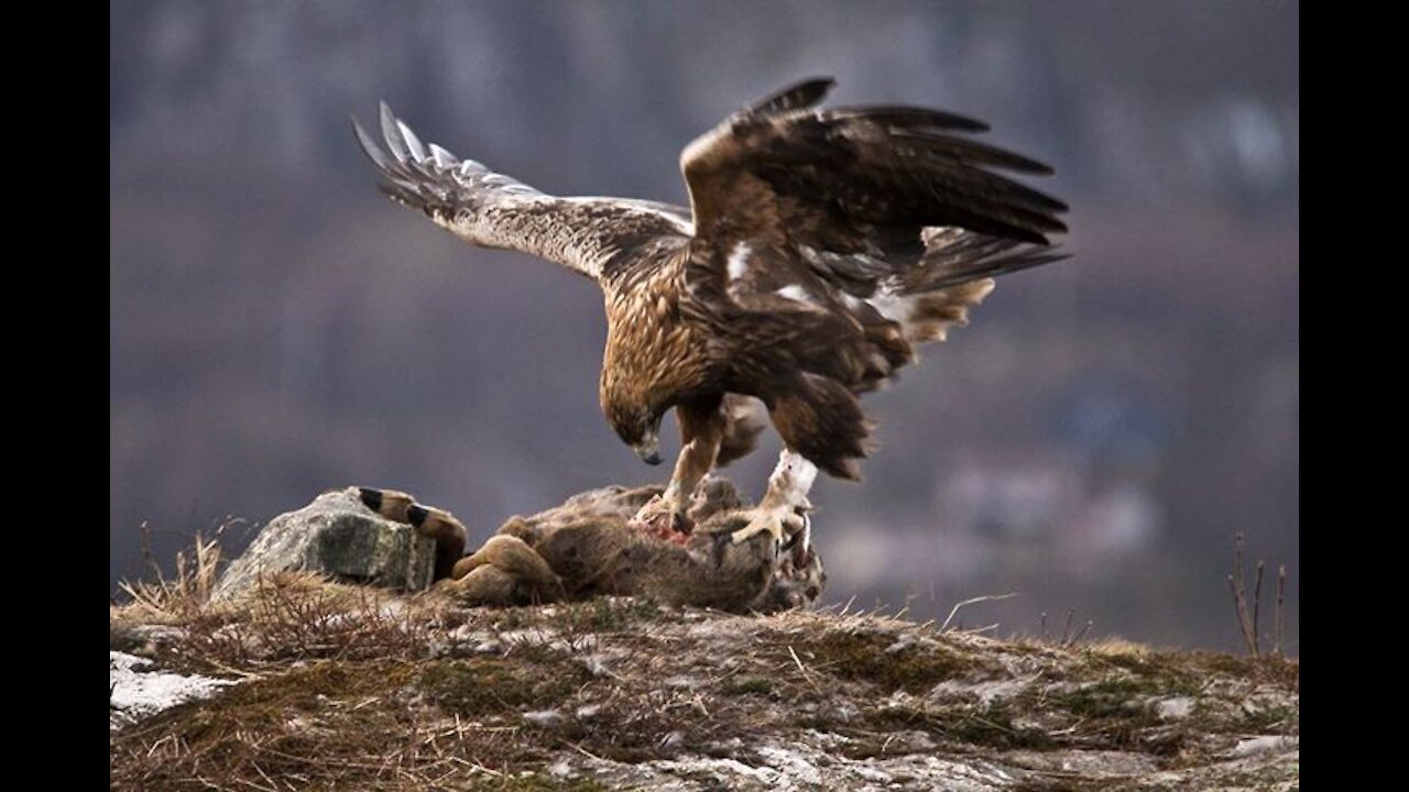 A mother deer's unsuccessful attempt to save her baby from an eagle