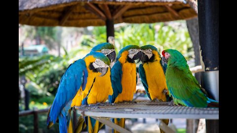 Parrots for a walk