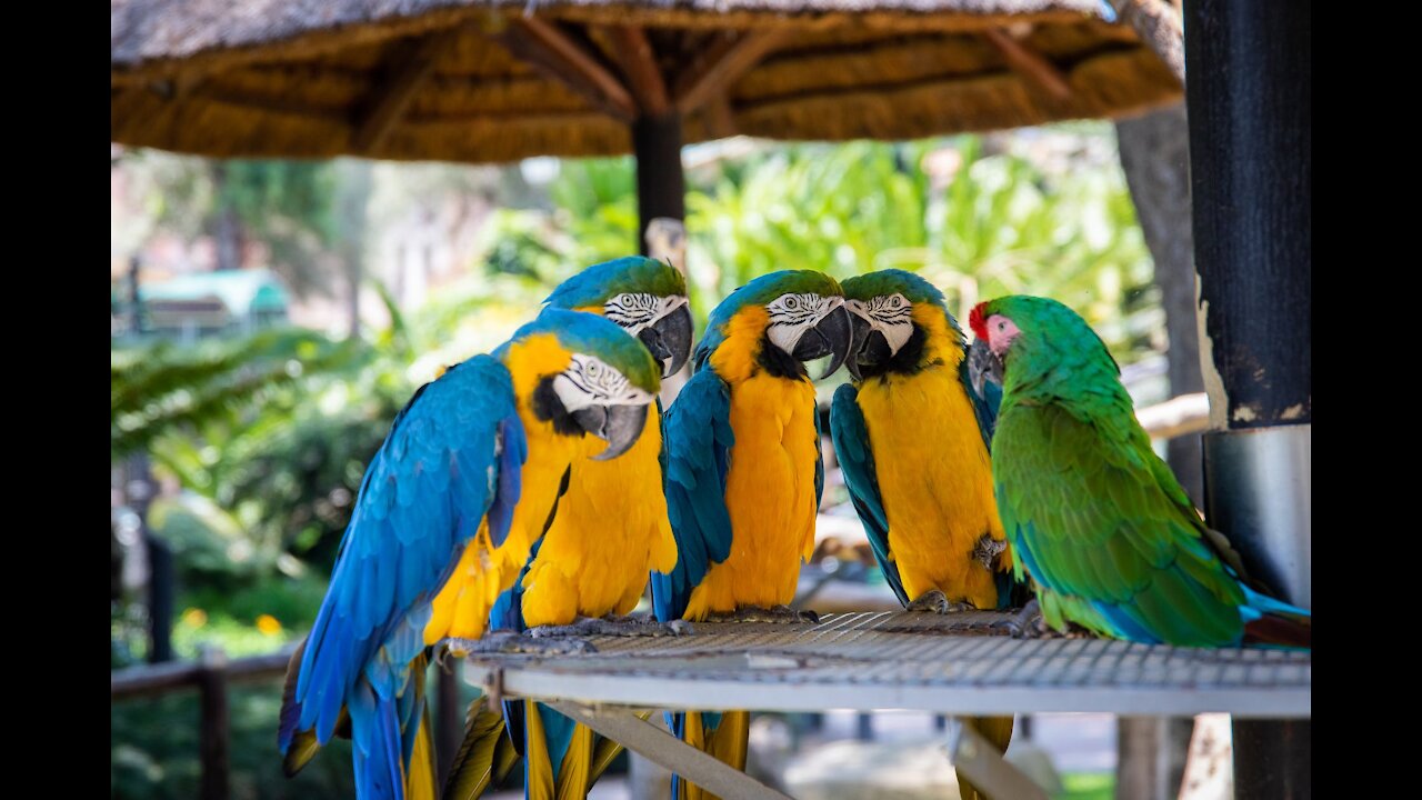 Parrots for a walk