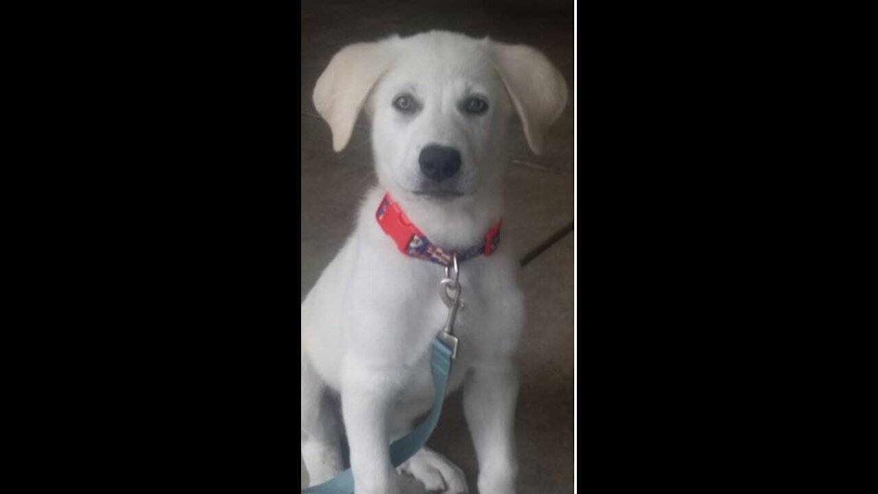 Adorable Simba my Doggy Dog (Anatolian Shepherd and the Great Pyrenees)