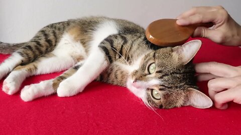 Brushing Makes the Cat Fur Shine