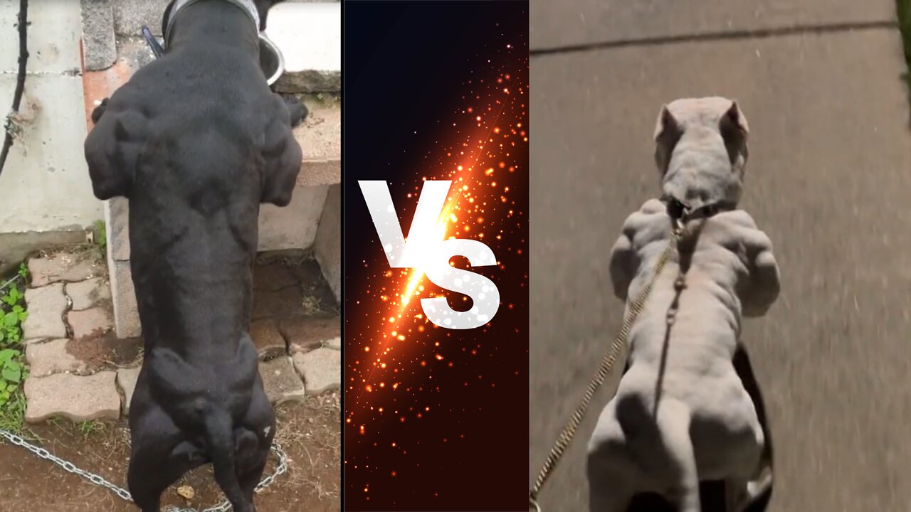 A black dog with muscles vs a white dog with muscles (who is the strongest?)