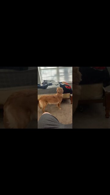 Dog Hates Other Dogs Barking #shorts