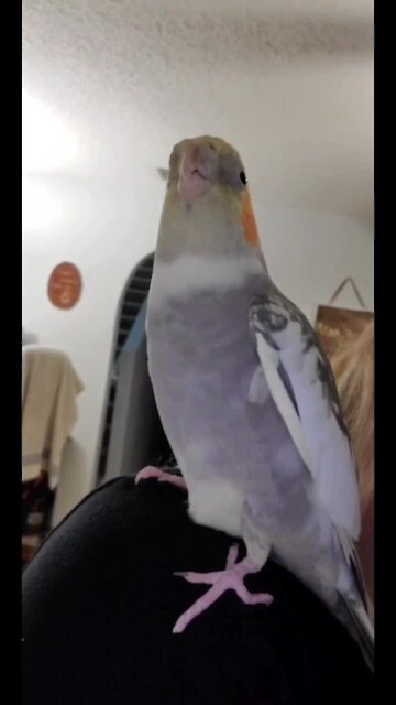 Cute bird just loves to dance for the camera
