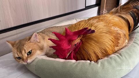 The kitten invited the rooster to watch the video together, and the rooster was shocked!Lovely cat