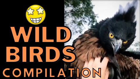 Wild Birds Compilation - Beautiful and Proud Birds in Nature