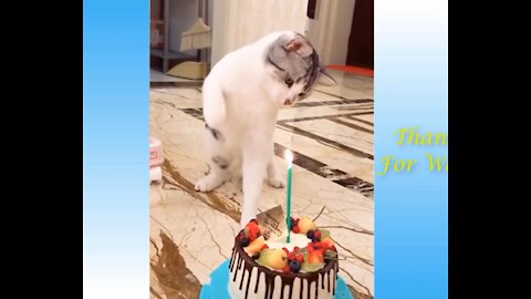 LOOK!!! Cute kitten celebrates its birthday with its owner! 👯😺