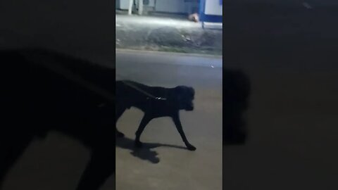 Cute Labrador Retriever dog going for a morning walk,#shorts,#animal,#dog,#LabrodarRetreiver,#walk