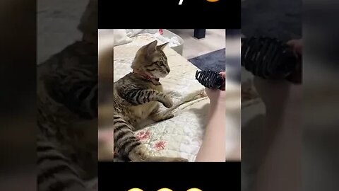 CAT VIDEO