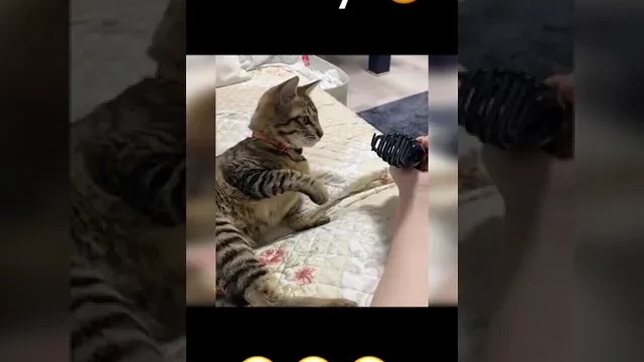 CAT VIDEO