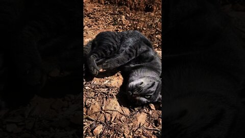 cute cat bathing in the sun