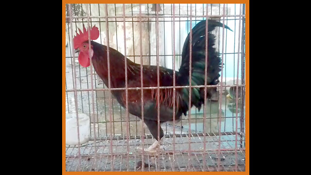 মোরগ এর ভিডিও দেখুন (Watch the video of Rooster)