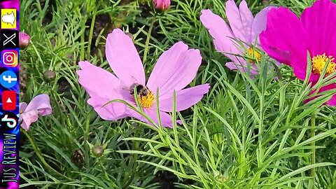 Bee Collecting Nectar In Summer