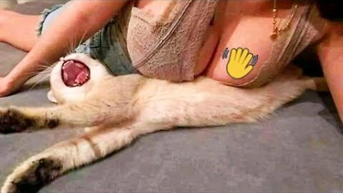 Funniest Cats 😹 - Don't try to hold back Laughter 😂 - Funny Cats Hack – 71