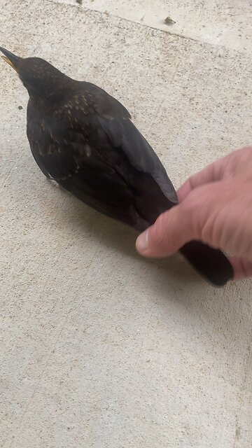 Wild Bird Rescue Smashed Into Window