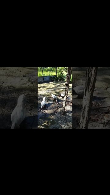 Good Morning Muscovy Ducks 10th April 2023