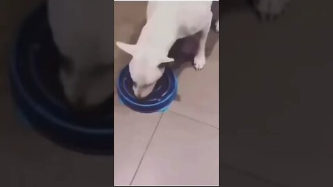 Bro had enough of the bowl