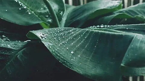 Relax and Unwind with These Tranquil Rain Sounds