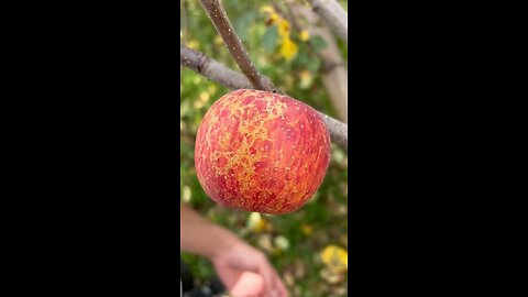 Amazing fruits Apple cutting