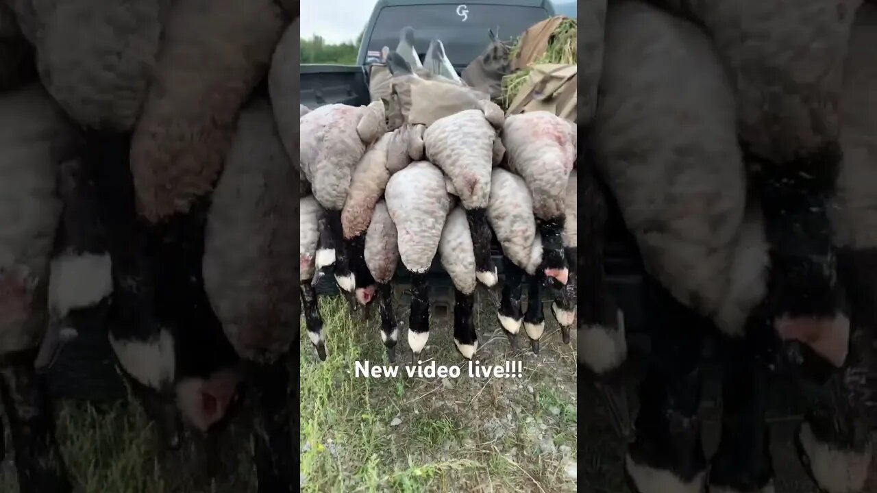 Link in the description!! #birdhunting #goosehunting #duck #duckhunt #duckhunters #bird #viral #pnw