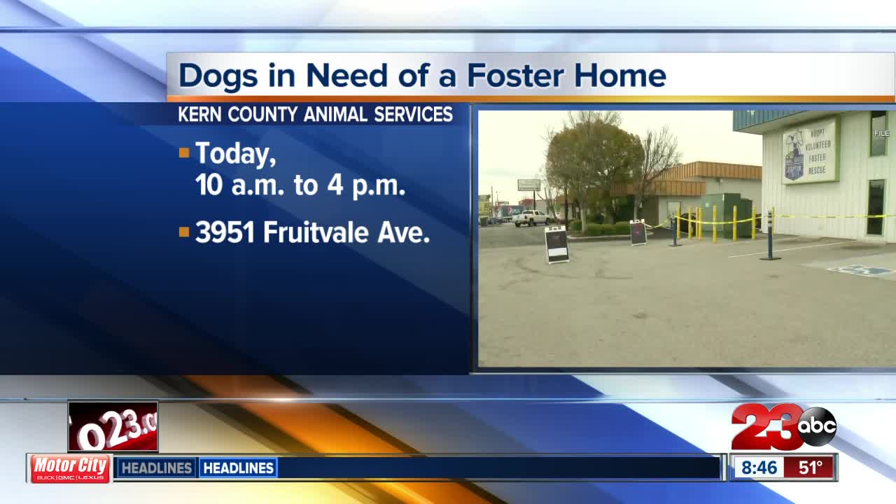 Dogs in need of a foster home