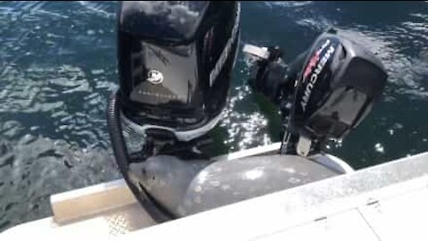 Foca si nasconde sulla barca per scampare alle orche!