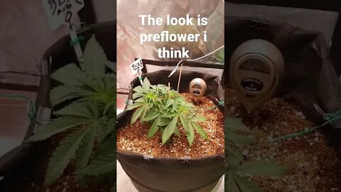 autoflower runtz week 5 I think and the looks of it is it might be pre flower