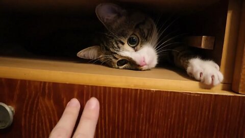 Cat Hid in the Drawer Space