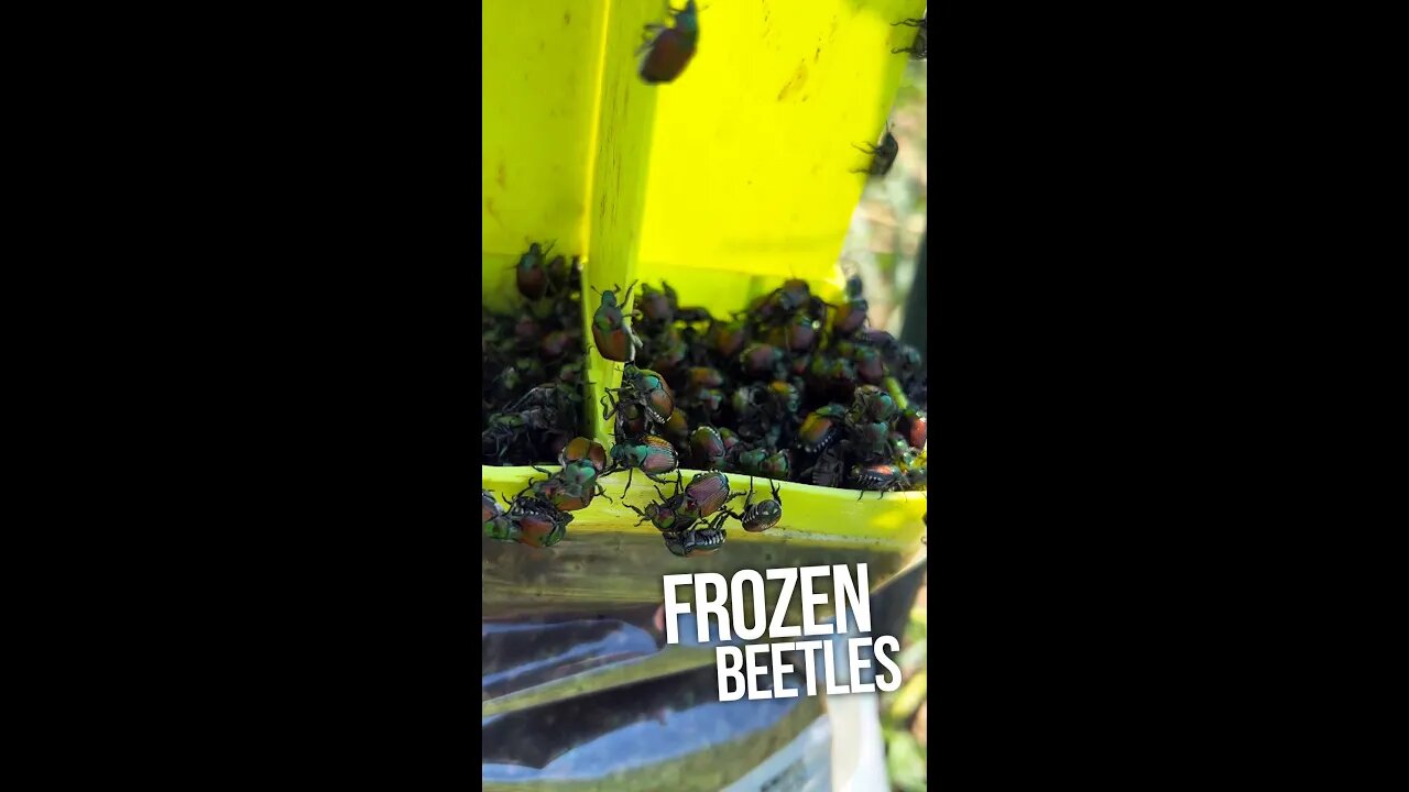 Chickens Eating FROZEN Japanese Beetles