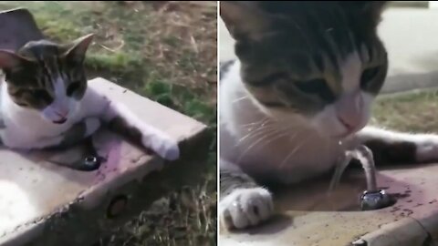 Helping out the little kitten to drink water