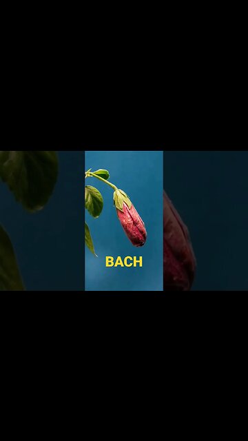 Bach - The Goldberg Variations - Subscribe For More #shorts #bach #classicalmusic