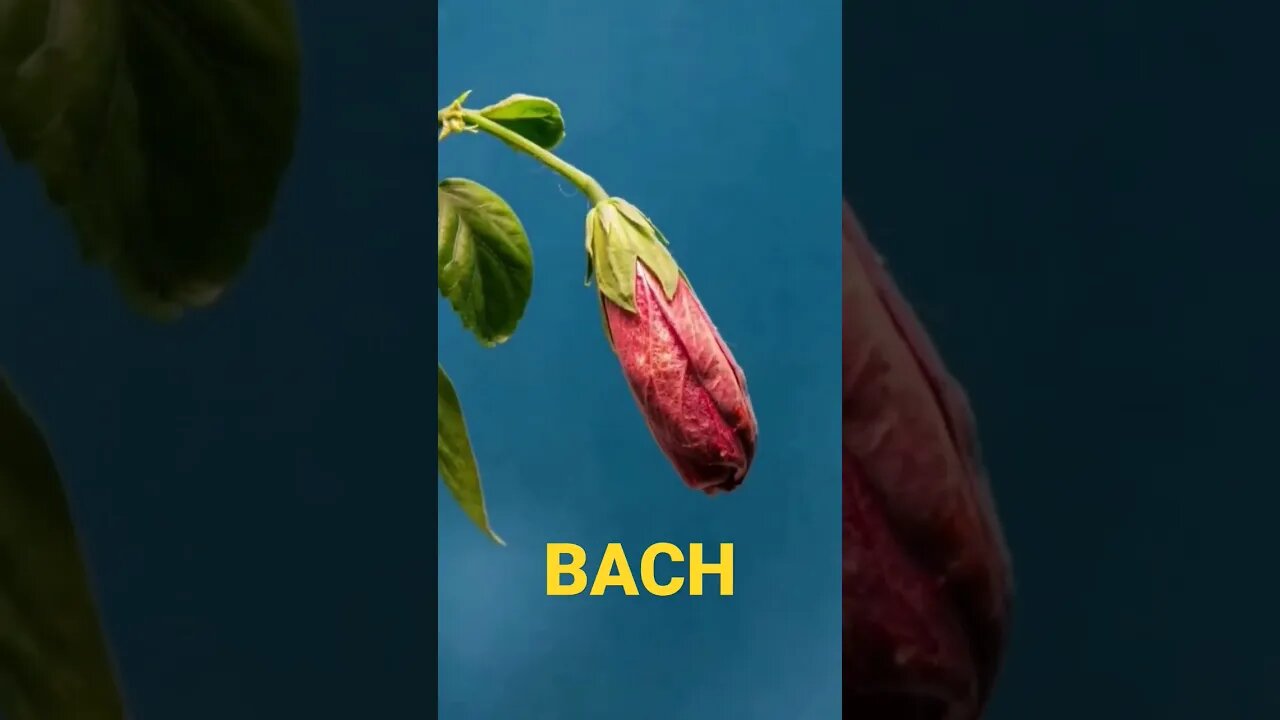 Bach - The Goldberg Variations - Subscribe For More #shorts #bach #classicalmusic