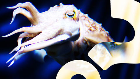 HowStuffWorks NOW: Cuttlefish Can Count to Five | HowStuffWorks NOW