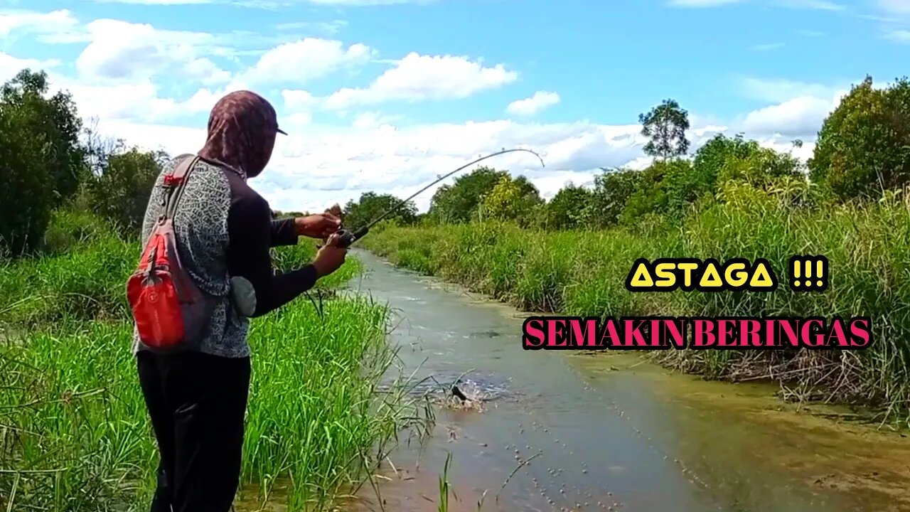 PARIT KECIL MENJADI RUMAH IKAN GABUS !!! MANCING IKAN GABUS TEPAT DISARANGNYA