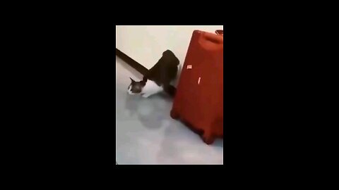 super animal 😎