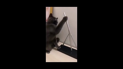 Animal funny videos part 2 #short videos #viral video #hard slap