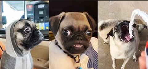 Pug Funny Moments - Cute Dog Videos