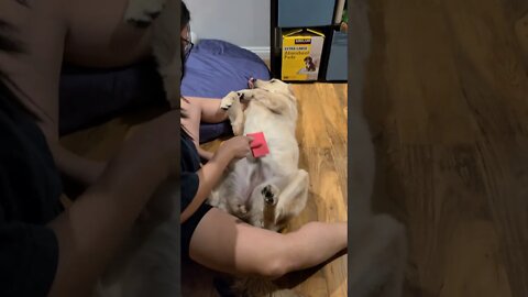 Dog Being Groomed