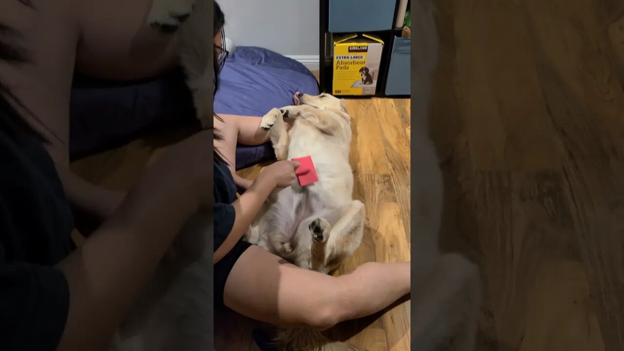 Dog Being Groomed