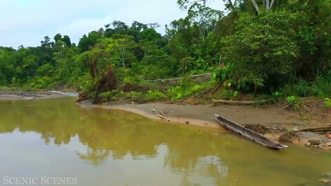 The world's largest tropical rainforest 14