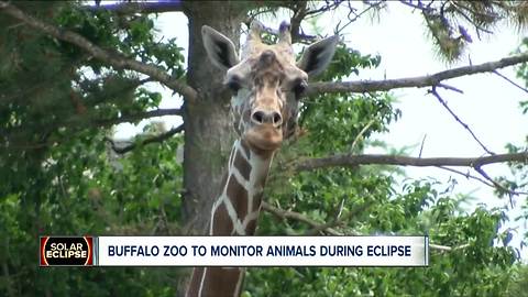 Buffalo Zoo and the eclipse