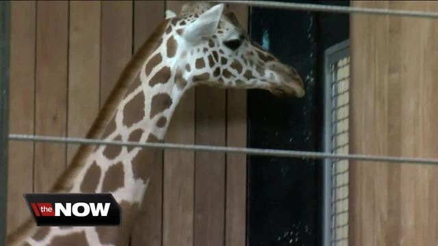 Milwaukee County Zoo welcomes another baby giraffe