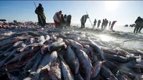 Amazing Ice Fishing - Fishing in Frozen Lake - Net Fishing skill in winter