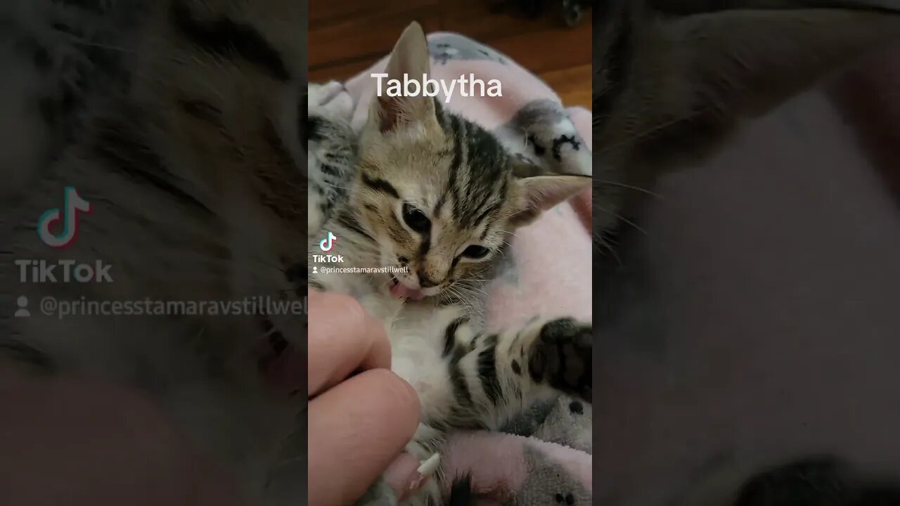 Rescue Kitten Tabbytha If I was you I want to be me too